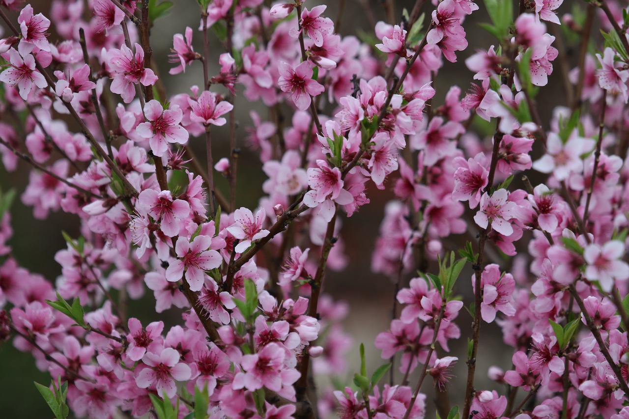 flowers  pink  casey free photo