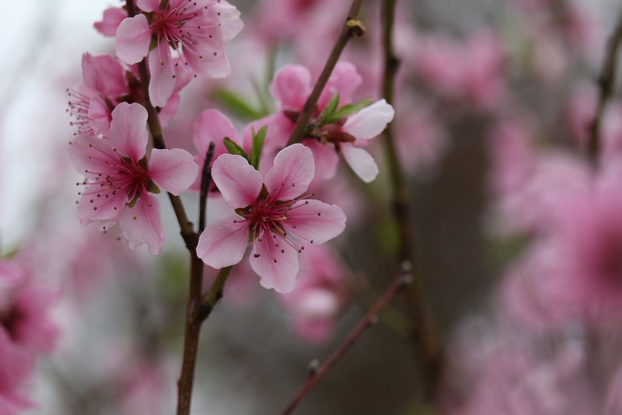 flowers  pink  casey free photo