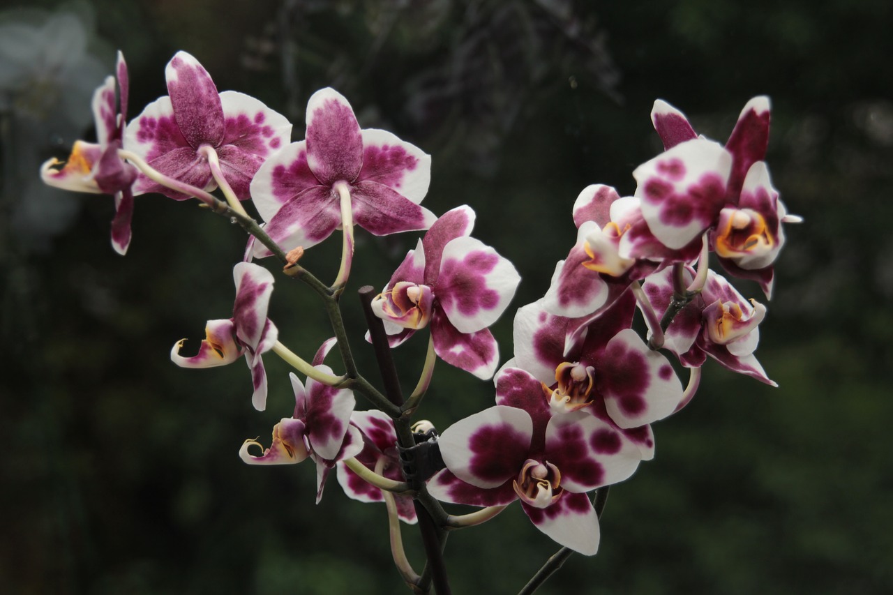 flowers  orchids  exotic free photo