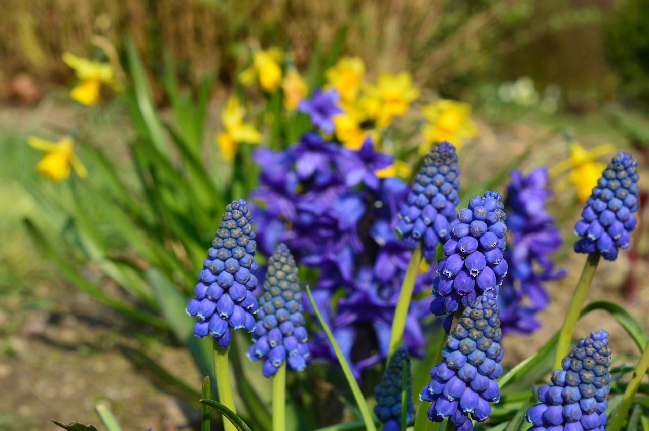 flowers  spring  sun free photo