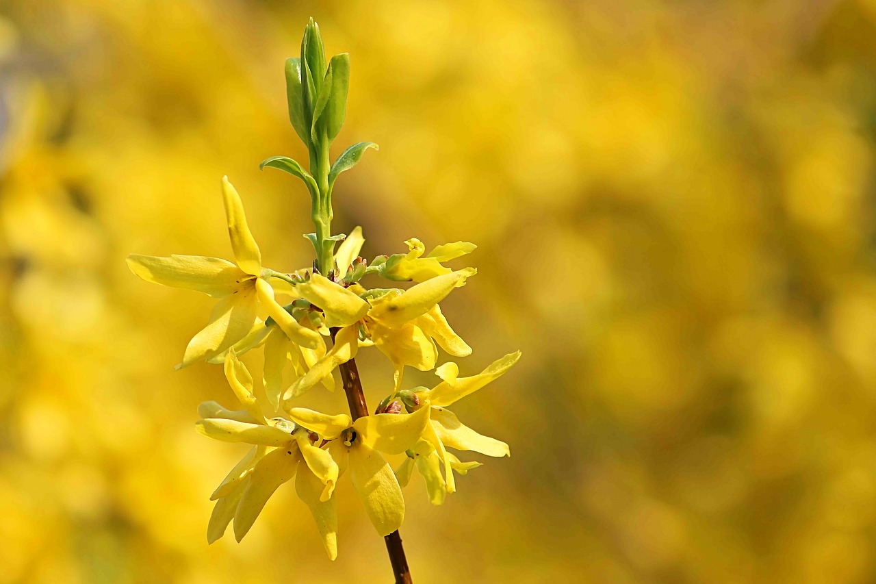 flowers  bush  yellow free photo