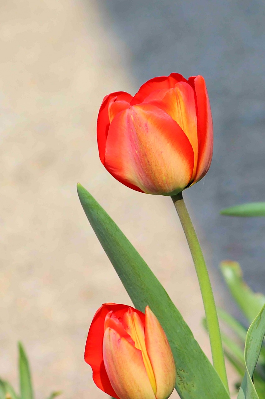 flowers  tulips  spring free photo