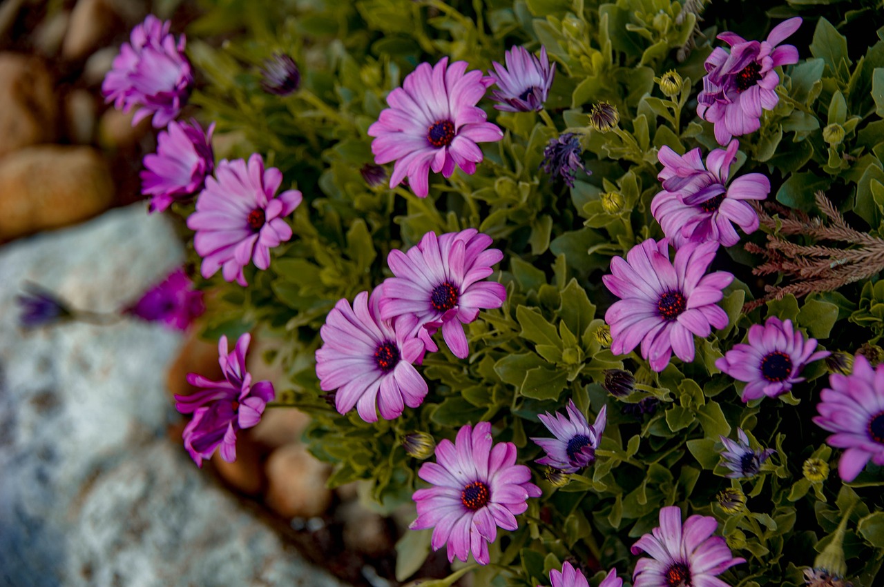flowers  zinnias  spring free photo