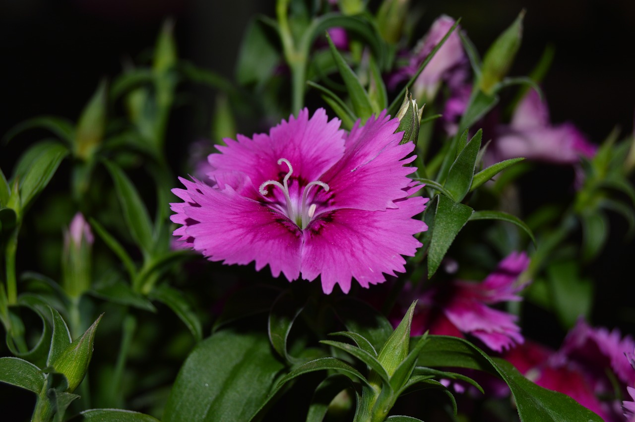 flowers  vase  plant free photo