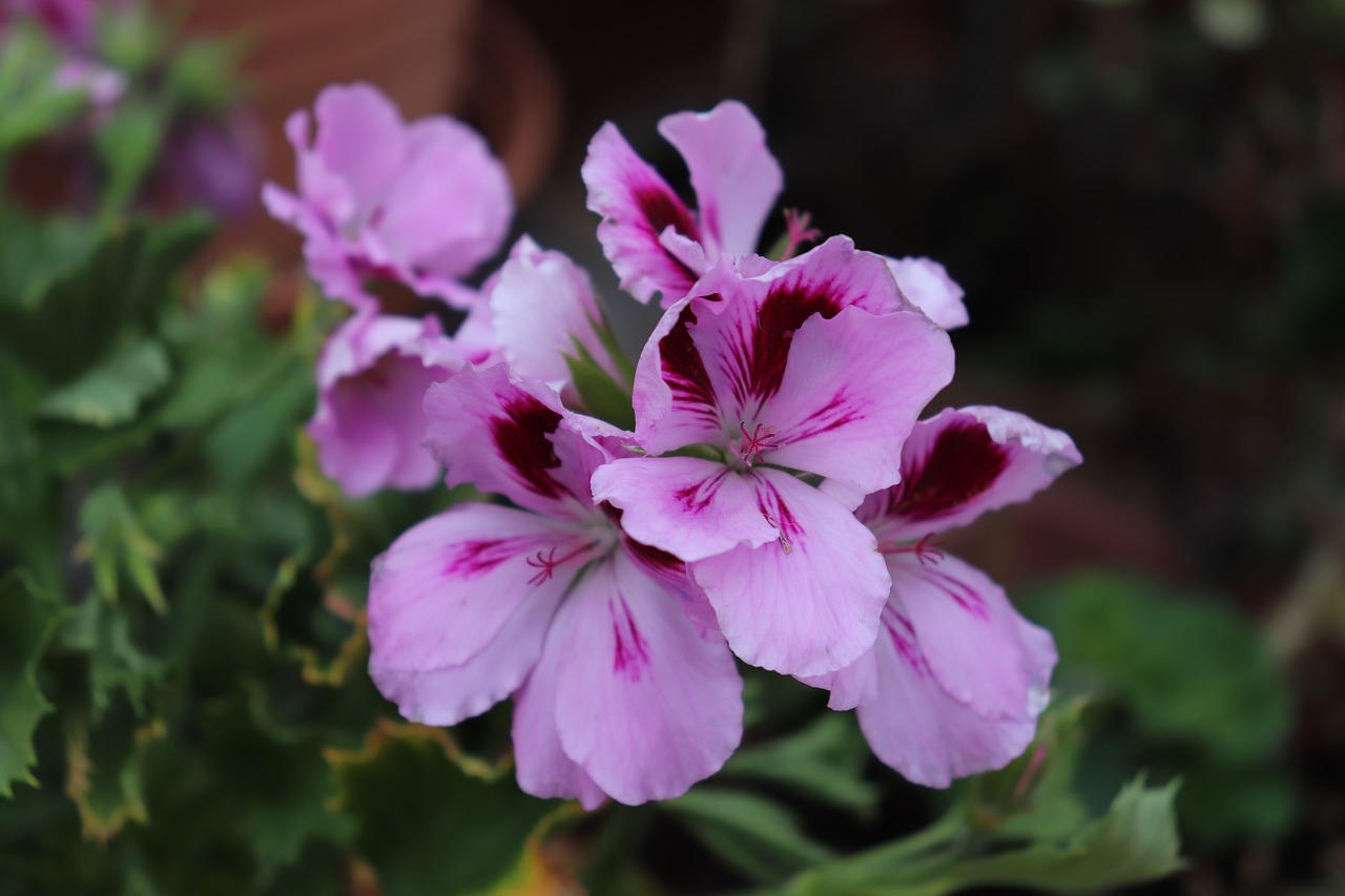 flowers  nature  geranium free photo