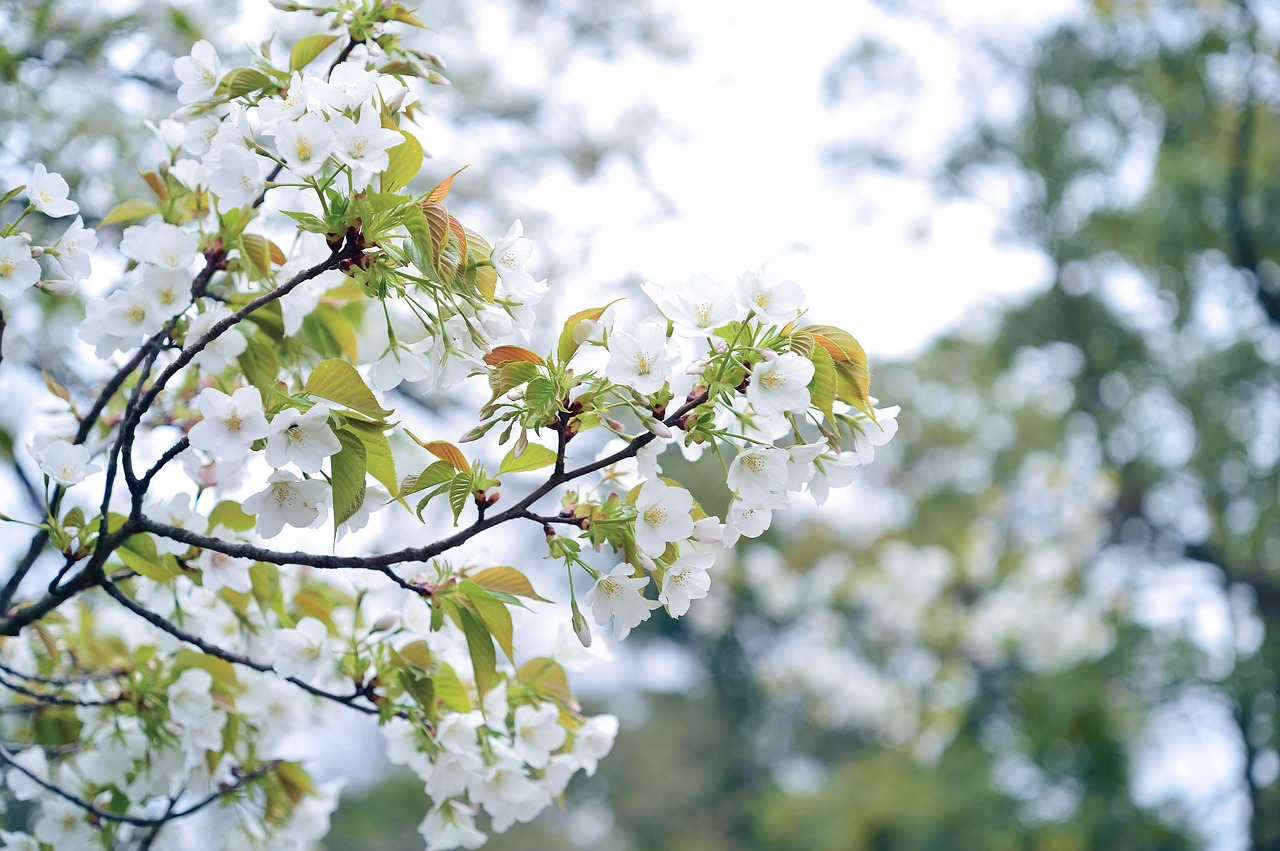 flowers  natural  landscape free photo