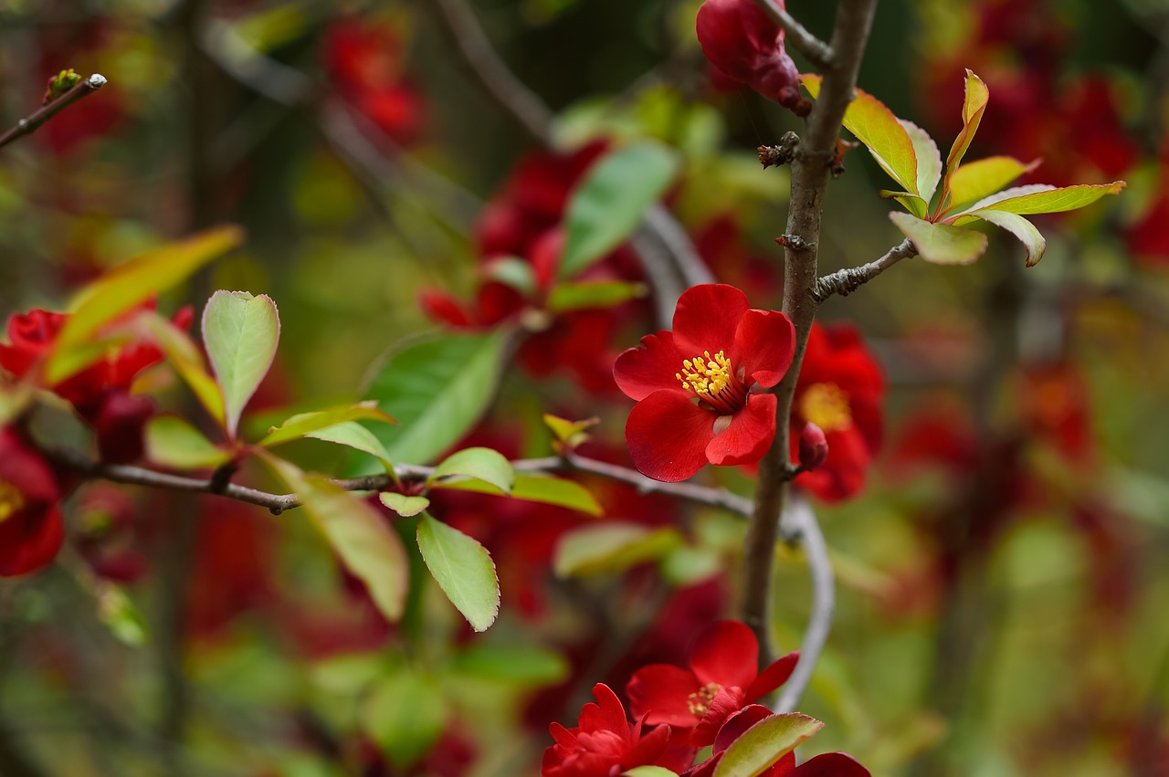 flowers  natural  landscape free photo