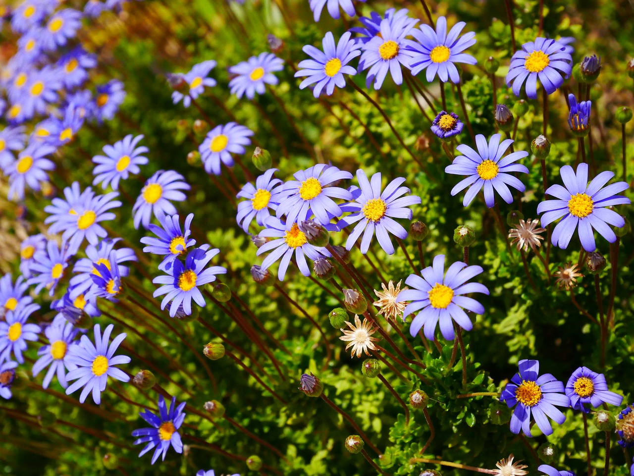 flowers  purple  yellow free photo