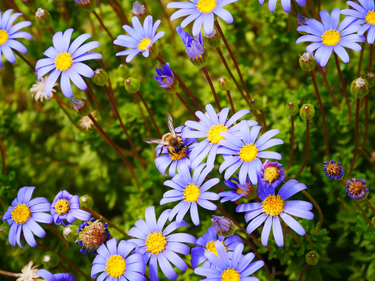 flowers  purple  yellow free photo