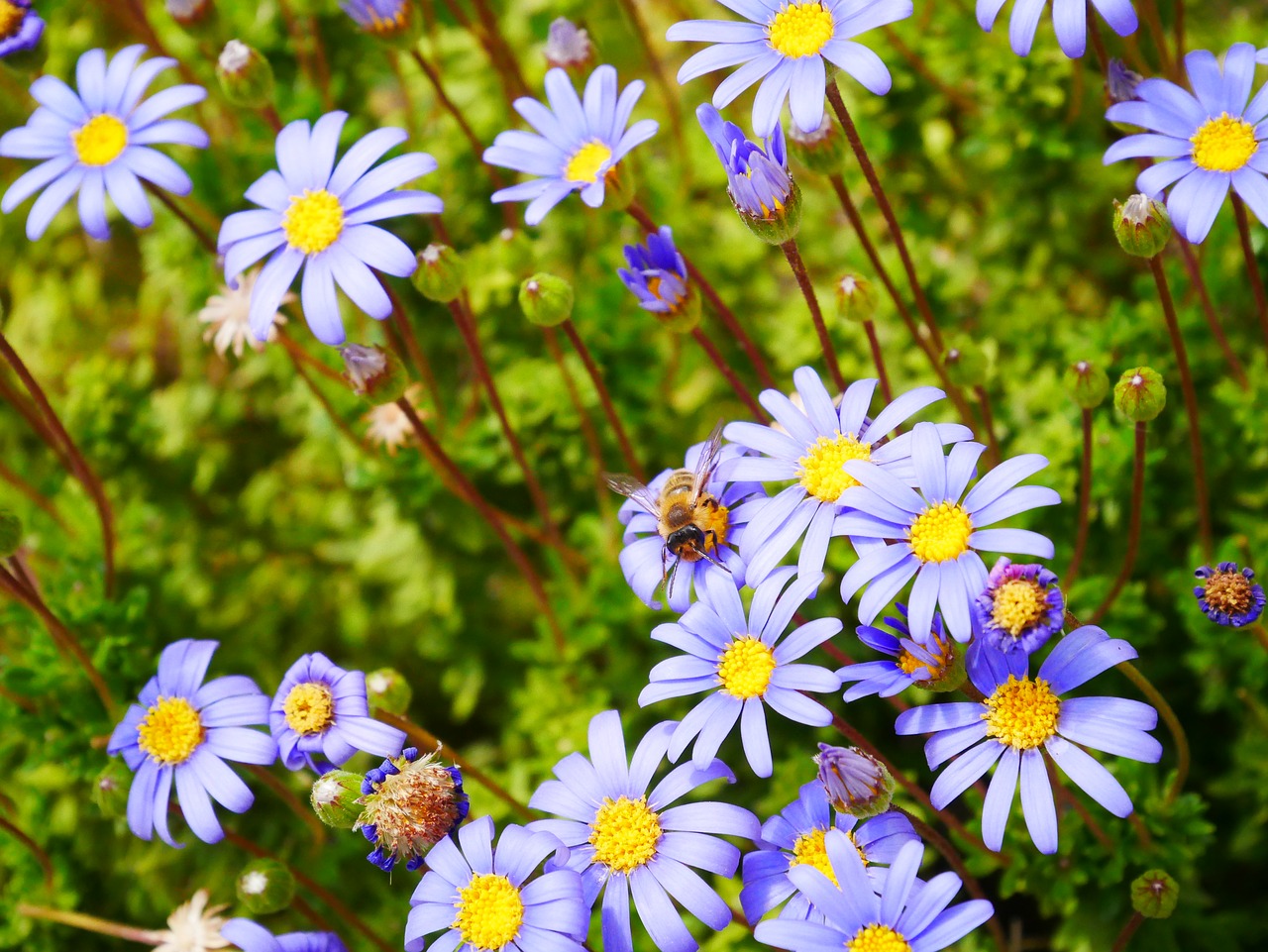 flowers  purple  yellow free photo