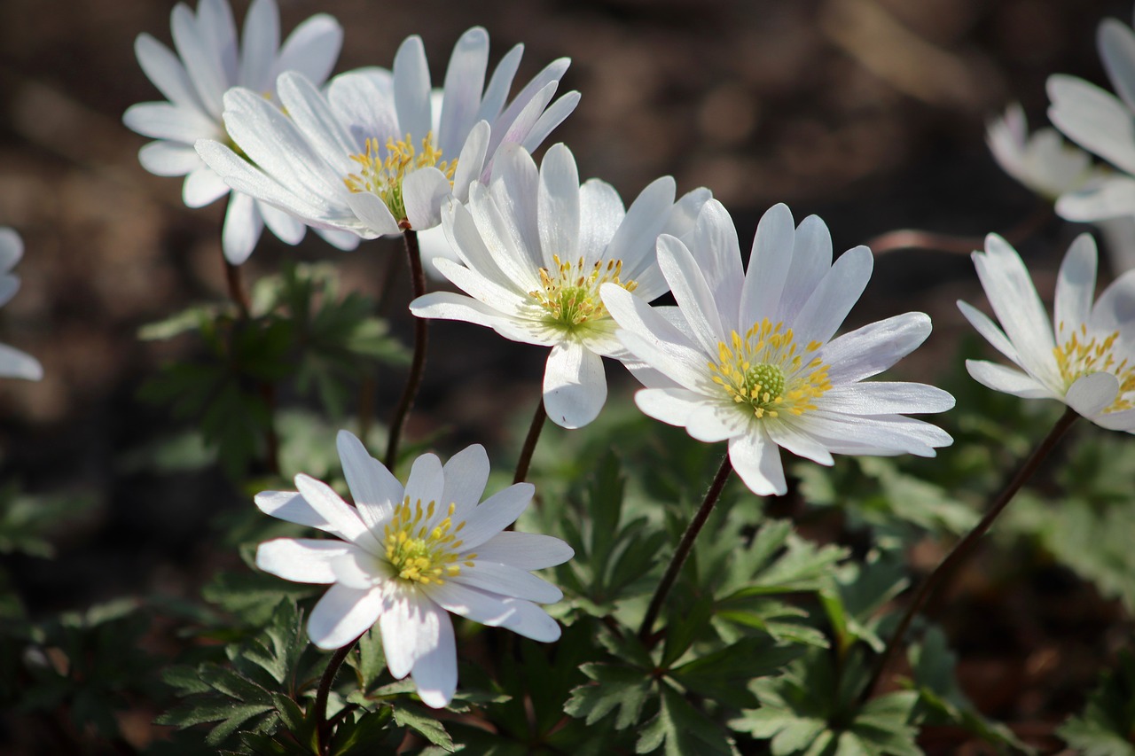 flowers  wood anemone  white free photo