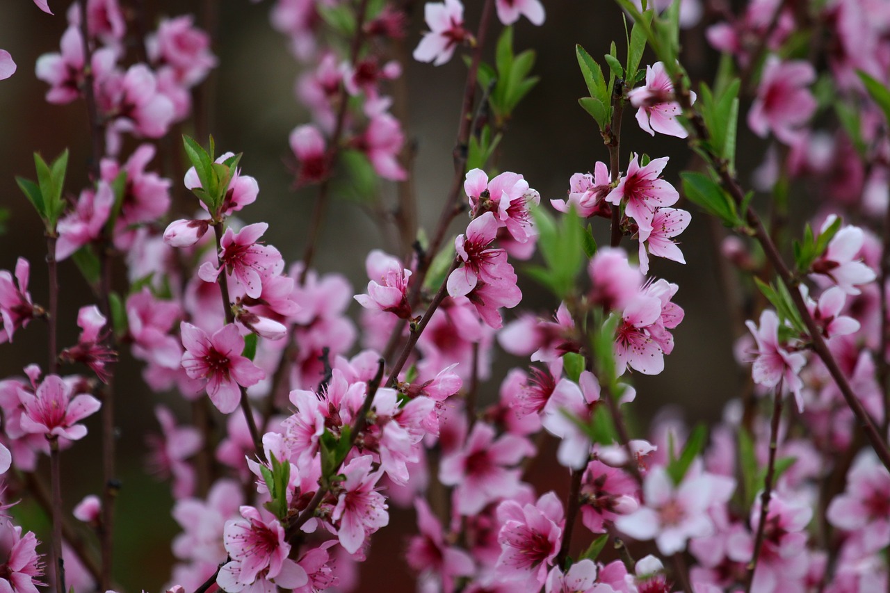 flowers  pink  casey free photo