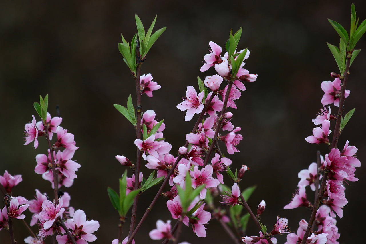 flowers  pink  casey free photo