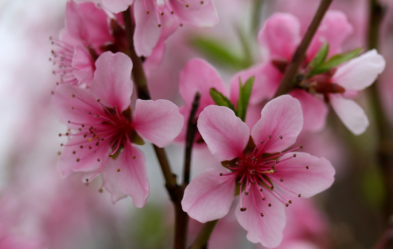 flowers  pink  casey free photo