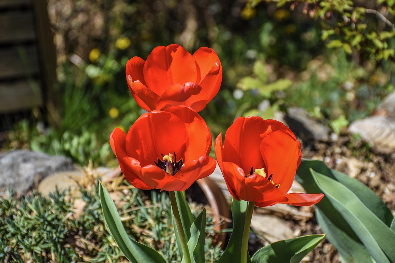 flowers  blooming  red free photo