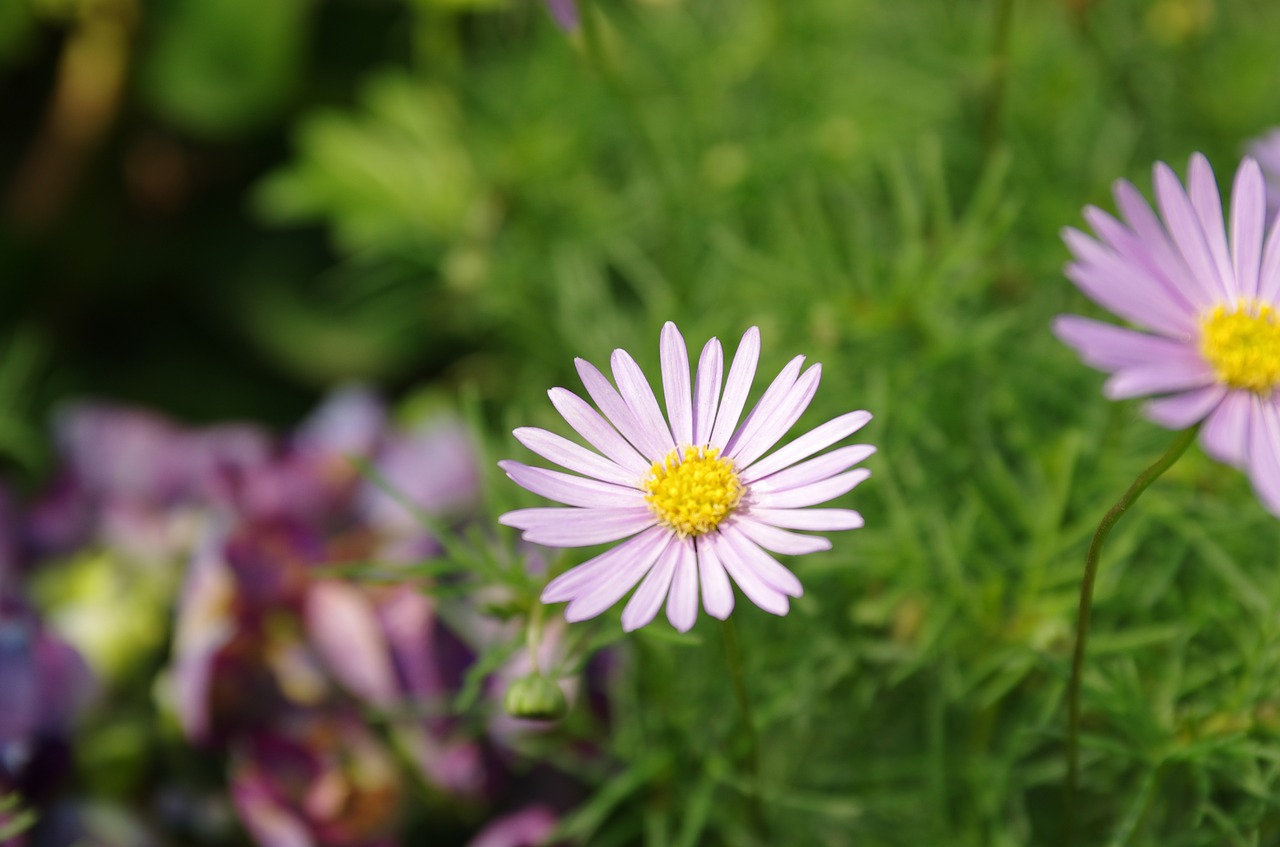 flowers  wildflower  nature free photo