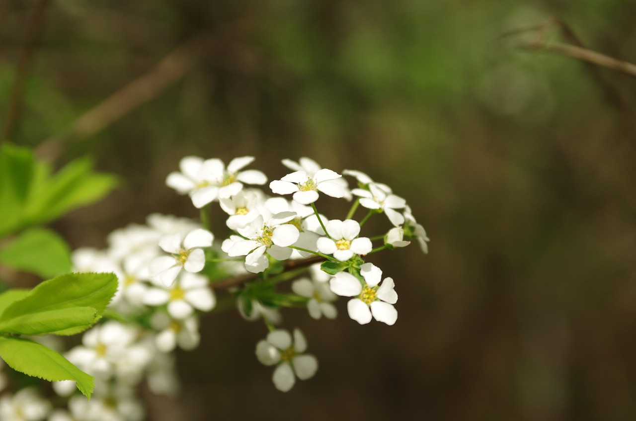 flowers  wildflower  nature free photo