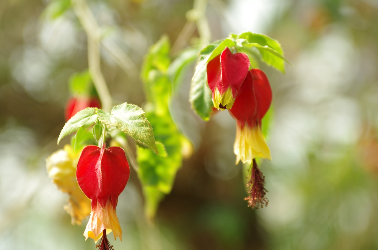 flowers  wildflower  nature free photo