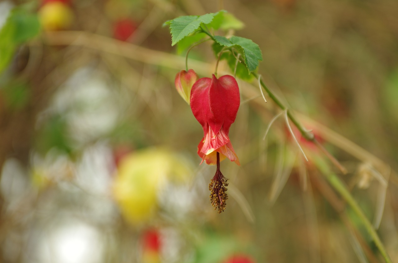 flowers  wildflower  nature free photo