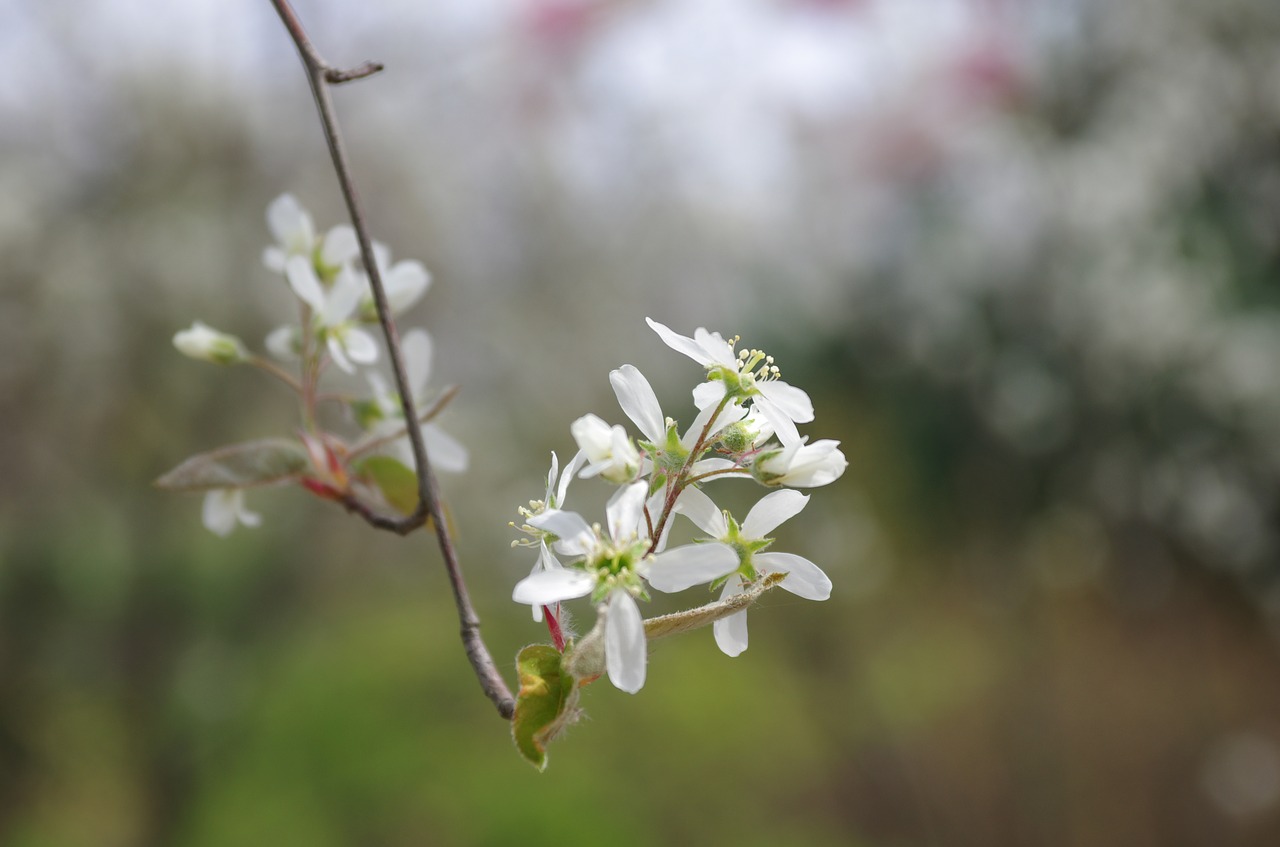 flowers  wildflower  nature free photo