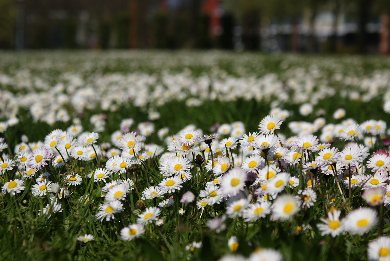 flowers  grass  daisy free photo