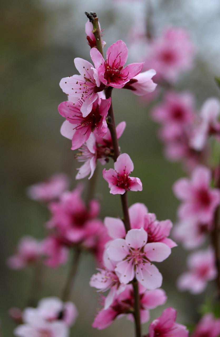 flowers  pink  casey free photo