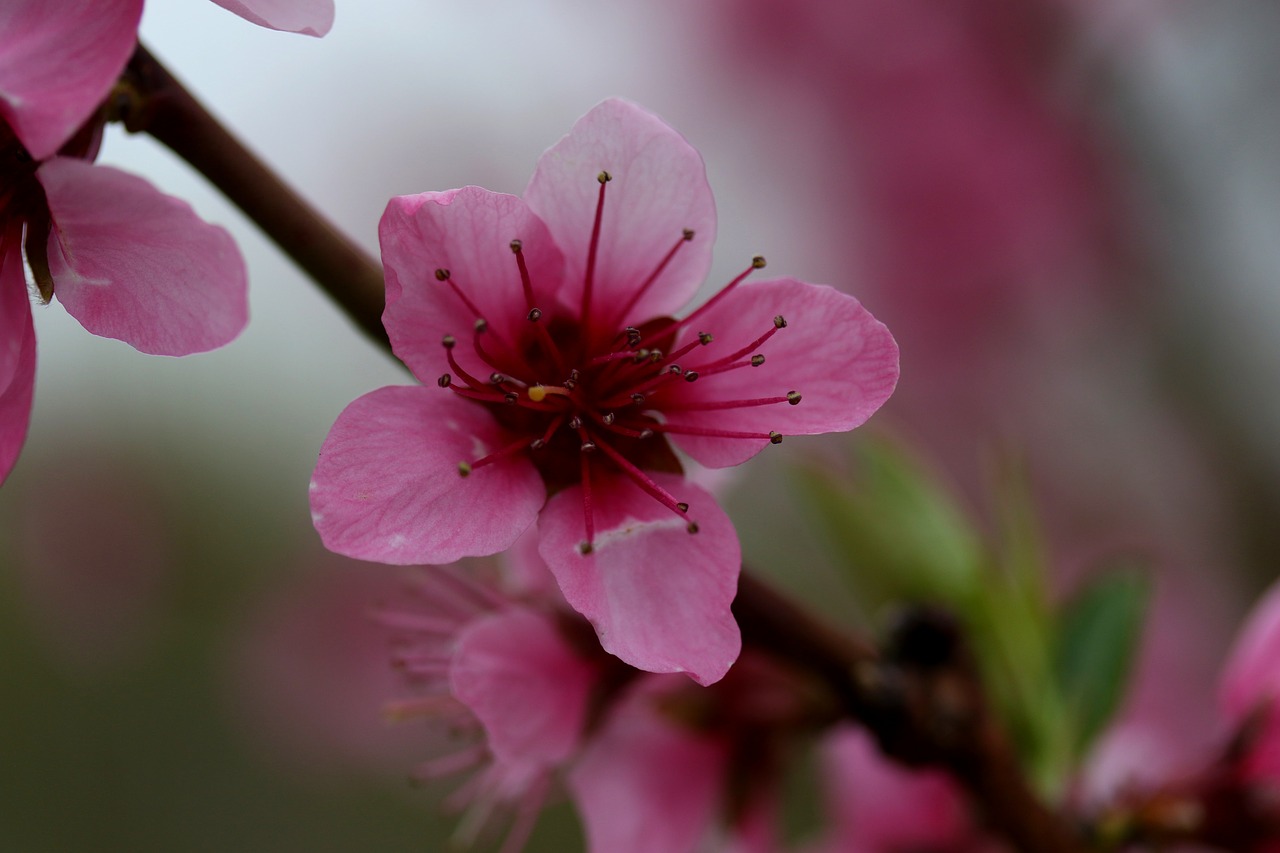 flowers  pink  casey free photo