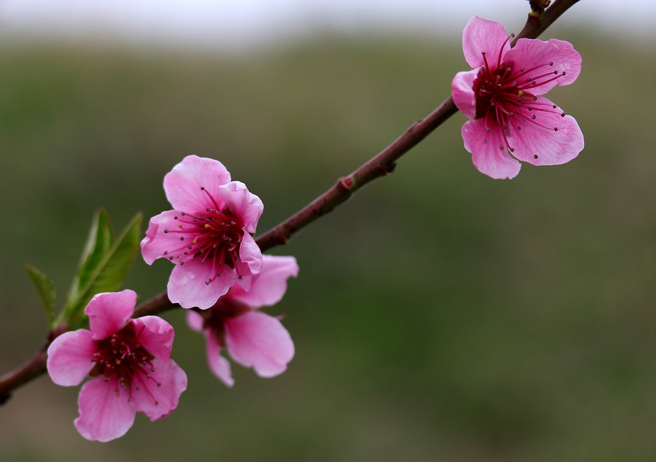 flowers  pink  casey free photo