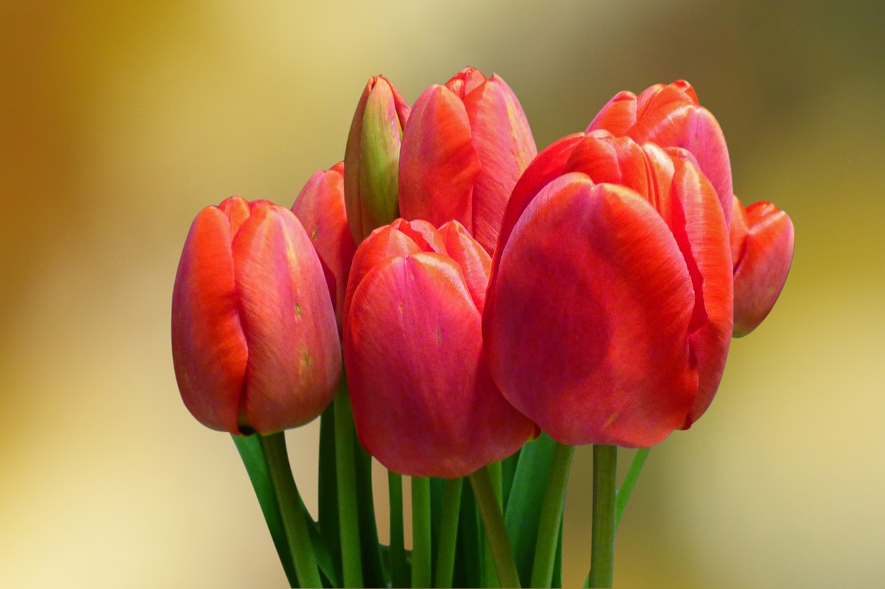 flowers  strauss  tulips free photo