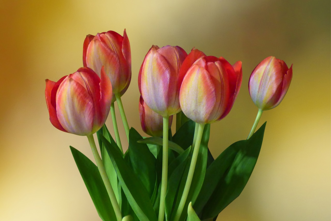 flowers  strauss  tulips free photo