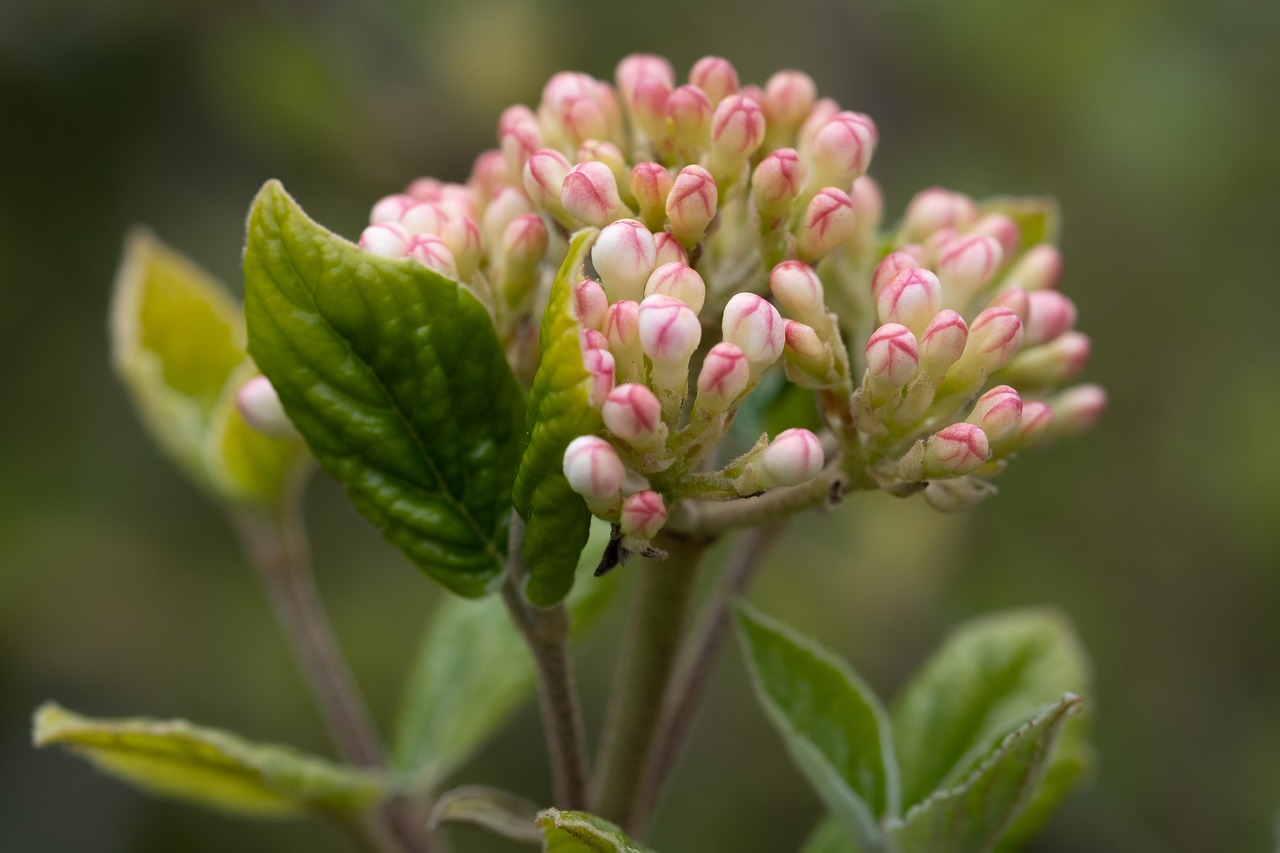 flowers  flower  nature free photo