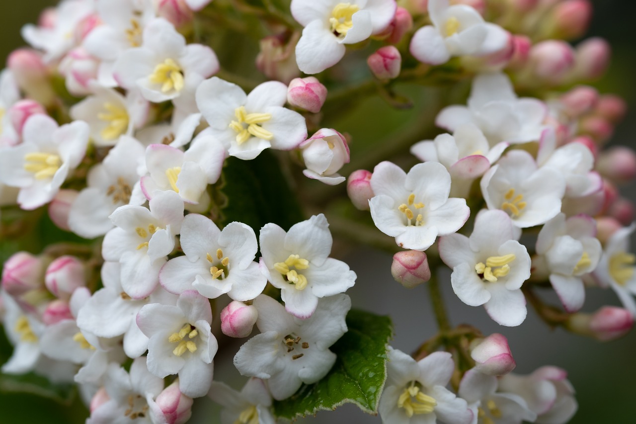 flowers  flower  nature free photo