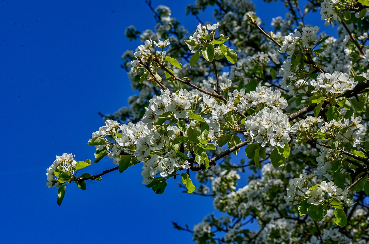 flowers  spring  season free photo