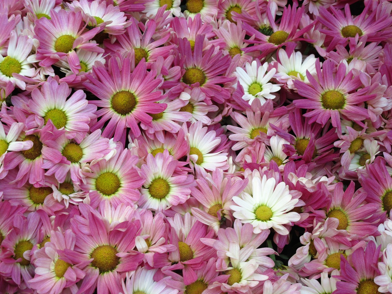 flowers  daisy  garden free photo