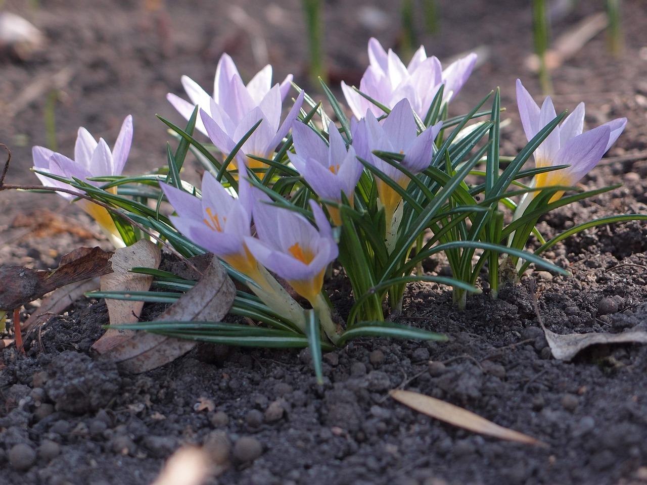 flowers  spring  spring flowers free photo