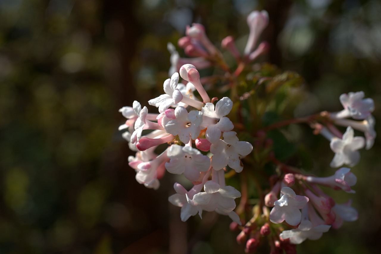 flowers  branch  spring free photo