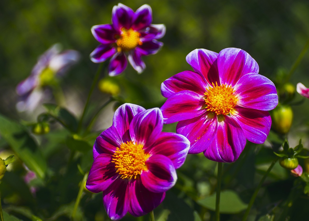 flowers  plants  dahlia free photo