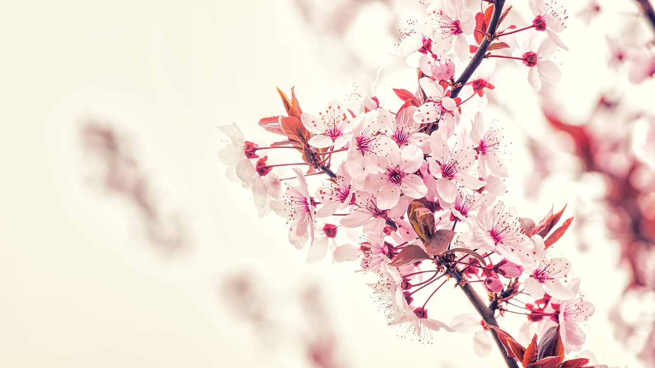 flowers  cherry tree  spring free photo