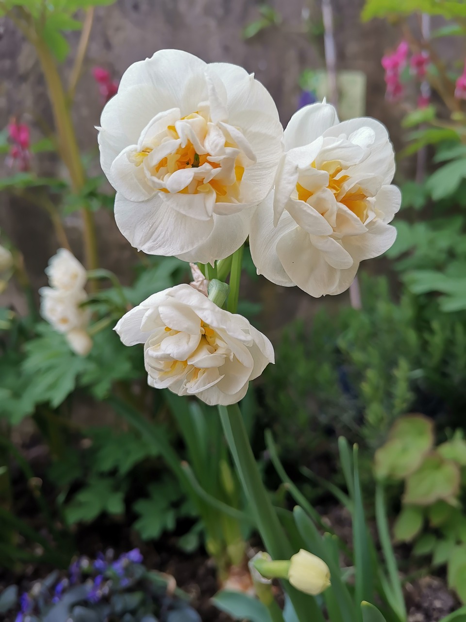 flowers  spring  daffodil free photo