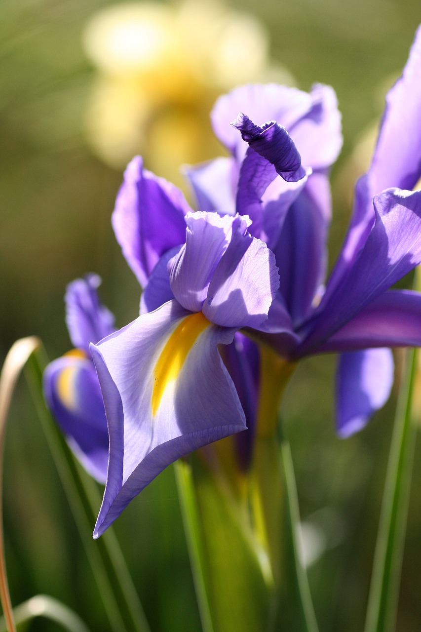 flowers  garden  spring free photo