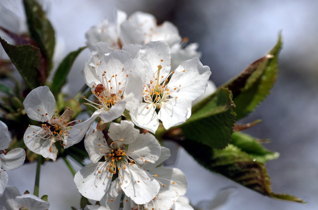 flowers  tree  spring free photo