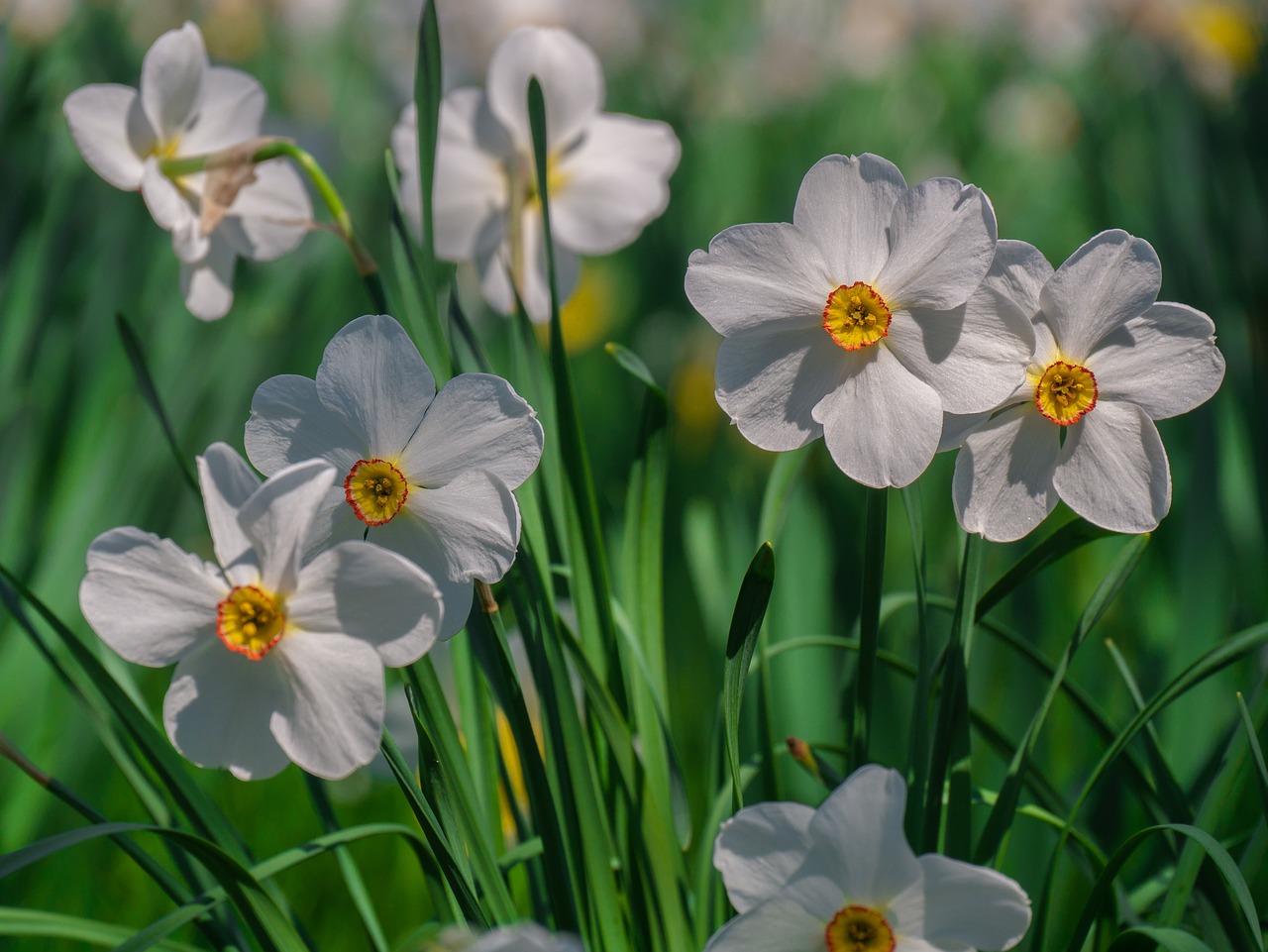 flowers  daffodils  spring free photo