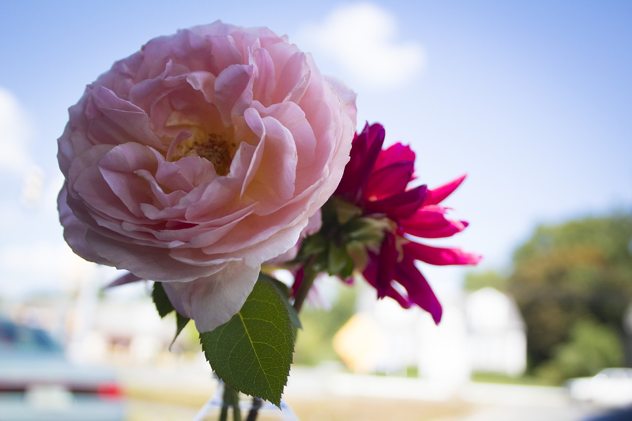 flowers  cut  preserved free photo