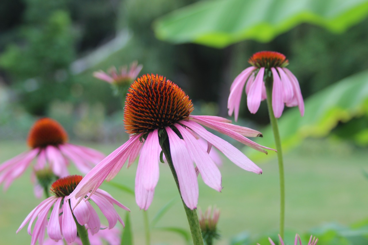 flowers  echinacea  nature free photo