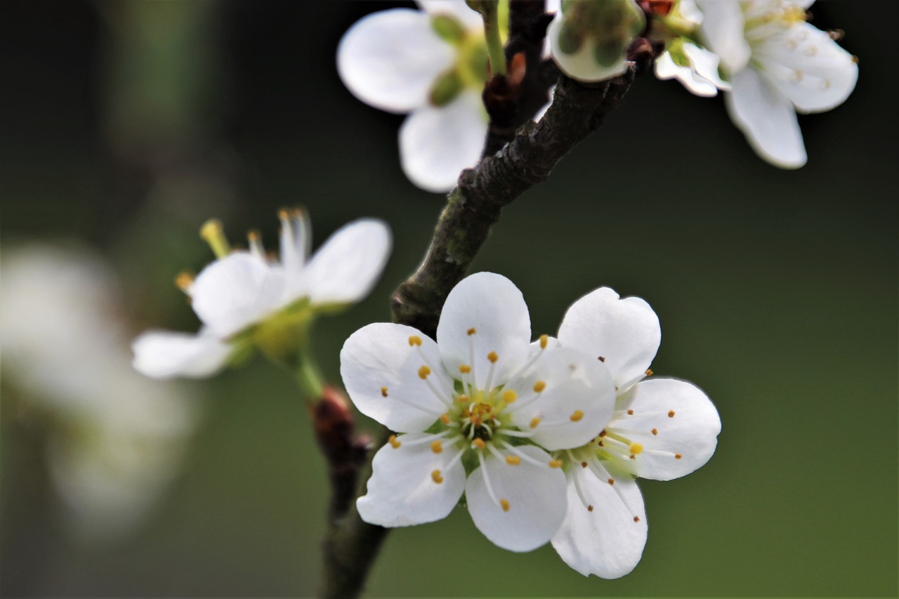 flowers  biel  sprig free photo