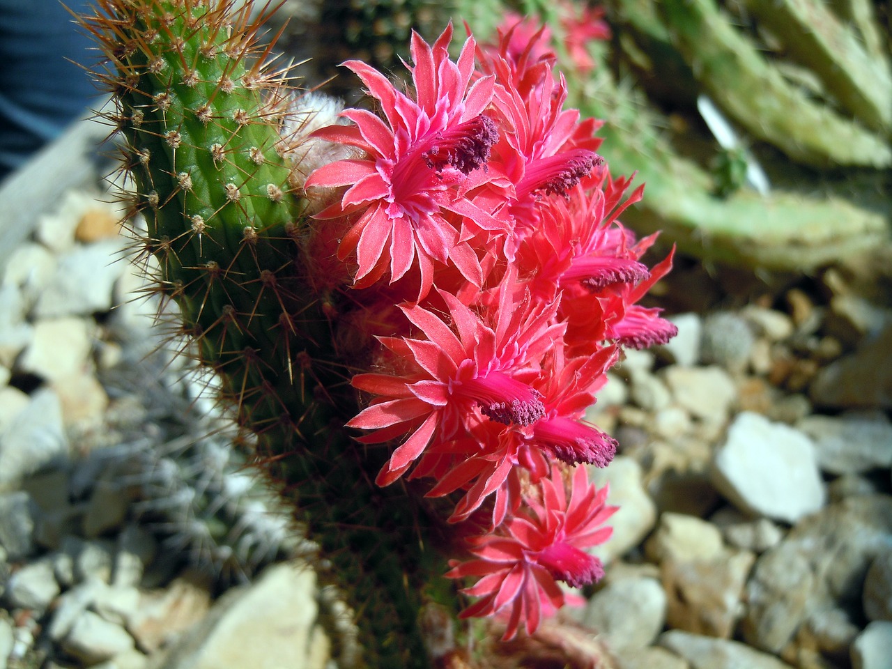 flowers cactus cactus flowers free photo