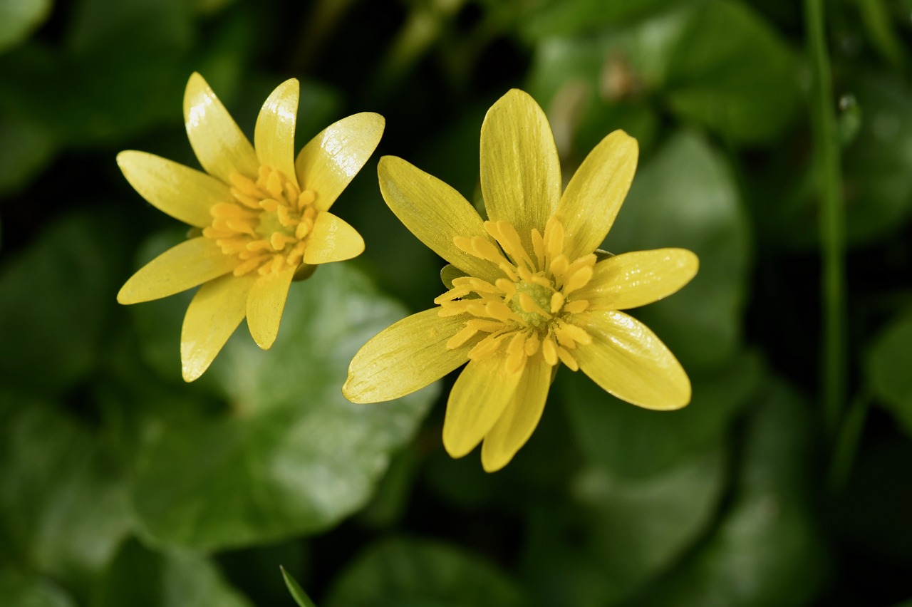 flowers  yellow flowers  buttercup free photo