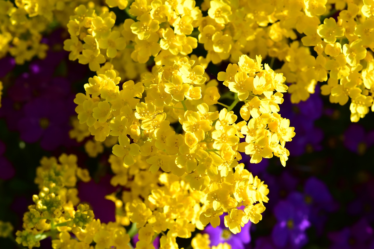 flowers  yellow flowers  spring-flowering free photo