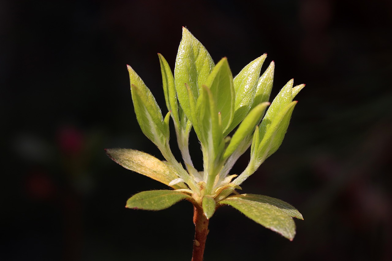 flowers  bud  nature free photo