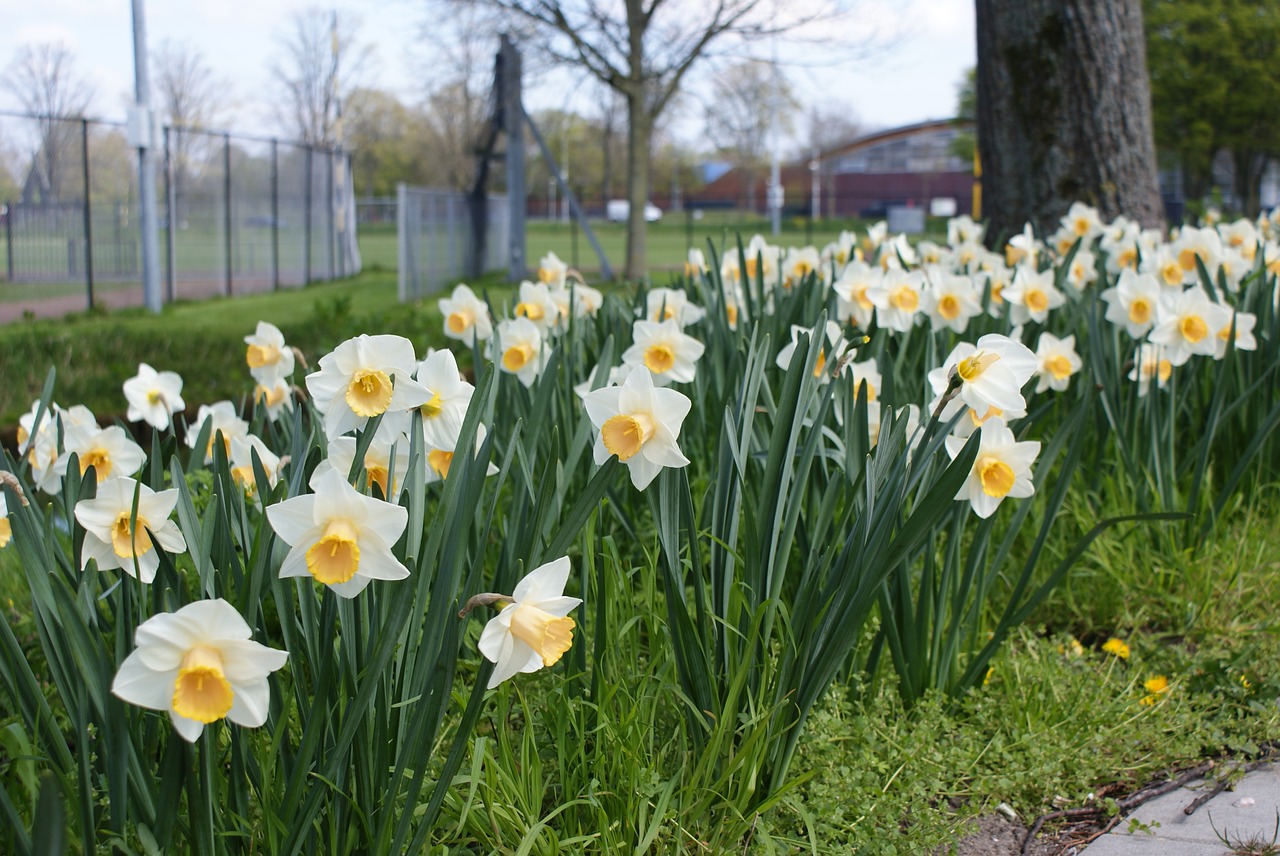 flowers  yellow  nature free photo